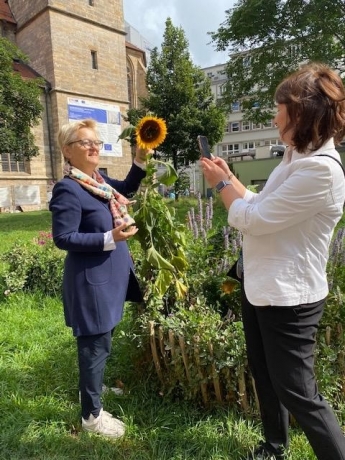 Die Flora Incognita App erkennt die Sonnenblume in Erfurt am 24.08.21